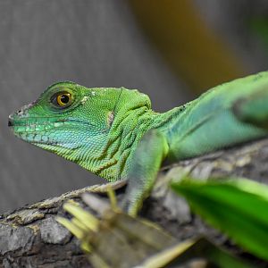 Plumed Basilisk