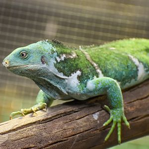 Fijian Crested Iguana