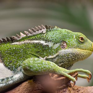 Fijian Crested Iguana