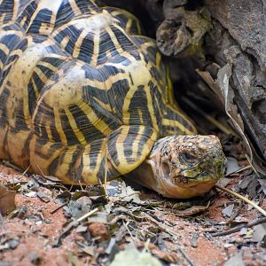 Indian Star Tortoise
