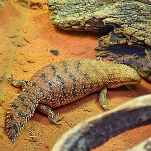 Eastern Pilbara Spiny-tailed Skink