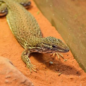 Rusty Desert Monitor