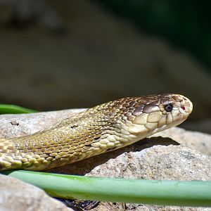 Monocled Cobra