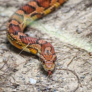 Corn Snake