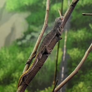 Golden-tailed Gecko