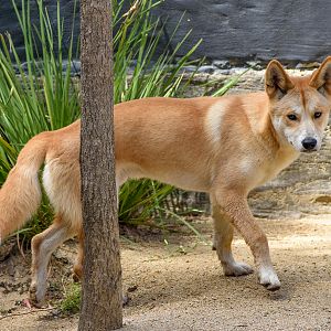 Dingo pup