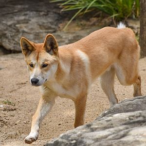 Dingo pup