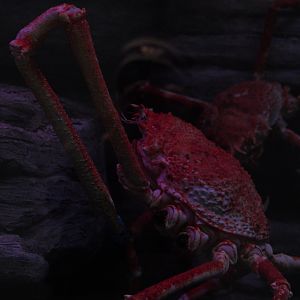 Japanese Giant Spider Crab