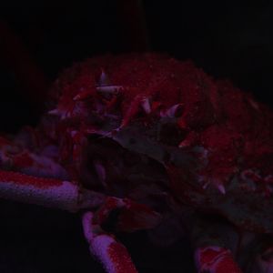 Japanese Giant Spider Crab