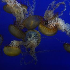Pacific Sea Nettles