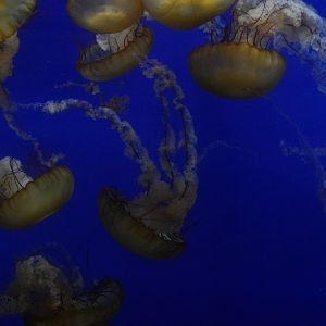 Pacific Sea Nettles