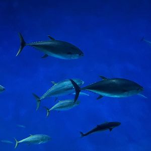 Yellowfin Tuna