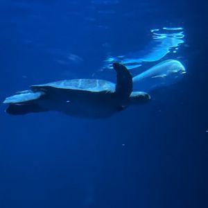 Sea Turtle + Dolphin Fish