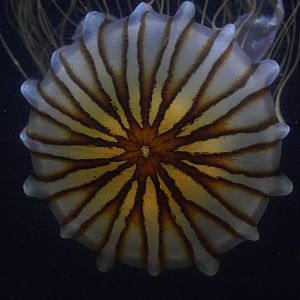 Japanese Sea Nettle
