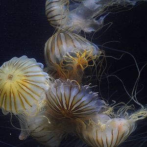 Japanese Sea Nettles