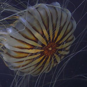 Japanese Sea Nettle