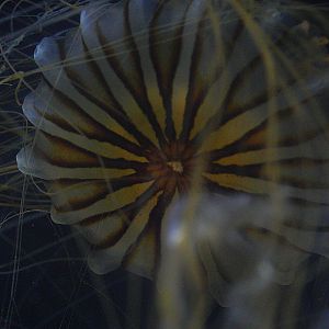 Japanese Sea Nettle
