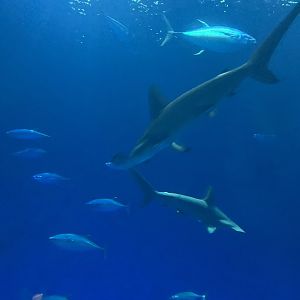 Scalloped Hammerhead Sharks and Yellowfin Tuna