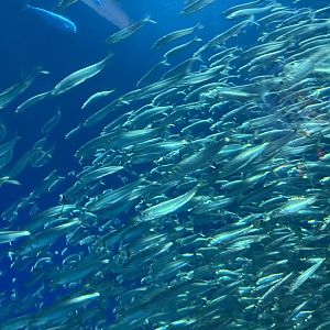 Sardines
