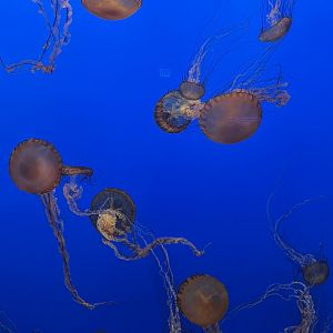 Pacific Sea Nettle