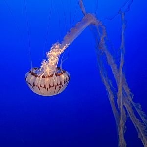 Purple Striped Jellyfish