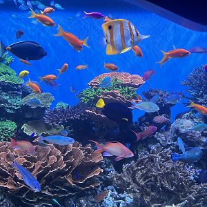 Coral Reef + Fish tank.