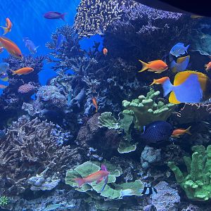 Coral Reef + Fish Tank