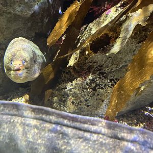 California Moray