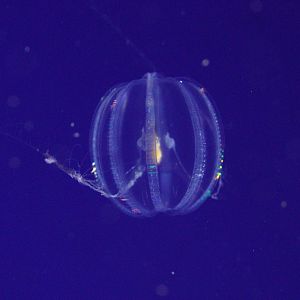 Sea Gooseberry