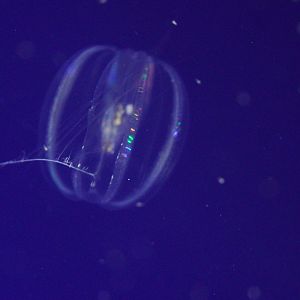Sea Gooseberry