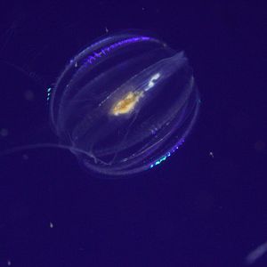 Sea Gooseberry