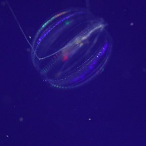 Sea Gooseberry