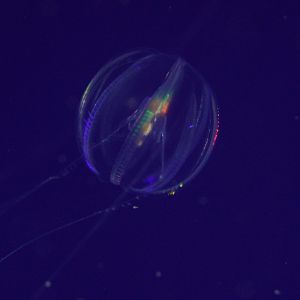 Sea Gooseberry