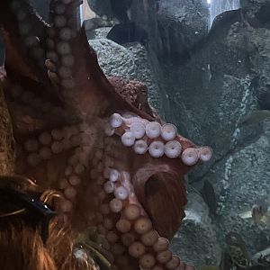 Giant Pacific Octopus