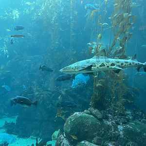 Leopard Shark