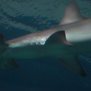 Scalloped Hammerhead