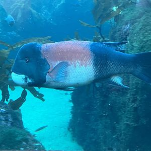 California Sheephead