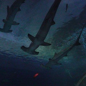 Scalloped Hammerhead Shark Trio