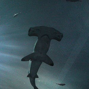 Scalloped Hammerhead