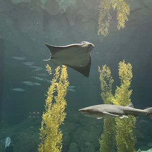 Bat Ray and seven gill shark…?