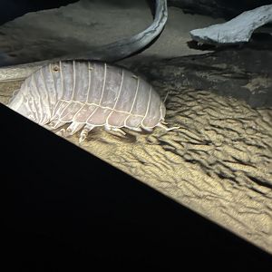 Giant Isopod