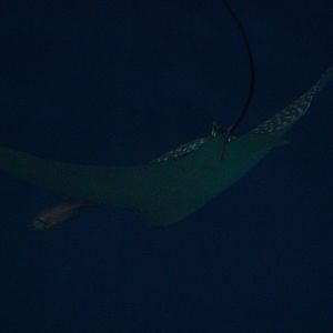 Spotted Eagle Ray