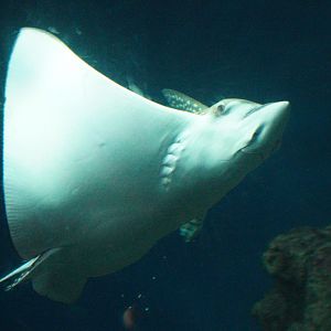 Spotted Eagle Ray