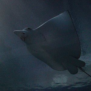 Spotted Eagle Ray