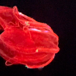 Blood belly Comb Jellyfidh