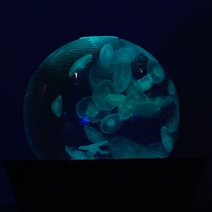 Moon Jelly Globe