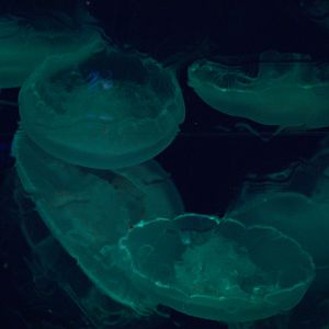 Moon Jellies