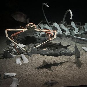 Japanese Spider Crab and Elephant Fish