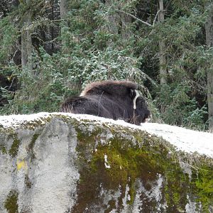 Muskox