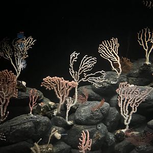 Deepsea Cauliflower coral